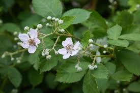 Image result for Rubus sectio