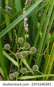 Attēlu rezultāti vaicājumam “Sparganium neglectum fruit”