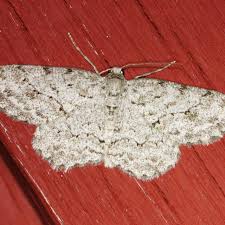 Attēlu rezultāti vaicājumam “Ectropis crepuscularia”