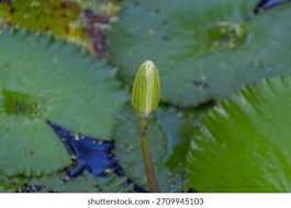 Attēlu rezultāti vaicājumam “Lotus sp. bud”