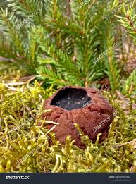 Attēlu rezultāti vaicājumam “Sarcosoma globosum”