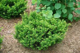 Attēlu rezultāti vaicājumam “Taxus”