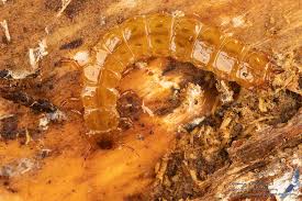 Attēlu rezultāti vaicājumam “Cucujus cinnaberinus larva”