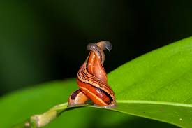 Attēlu rezultāti vaicājumam “Hirudinea”