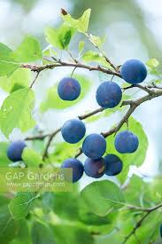 Attēlu rezultāti vaicājumam “Prunus domestica subsp. insitita fruit”