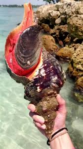 Image result for Triplofusus giganteus