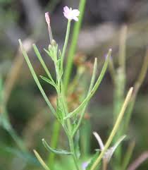 Image result for Weidenröschen