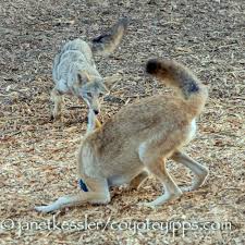 Image result for Hartlepool Coyotes