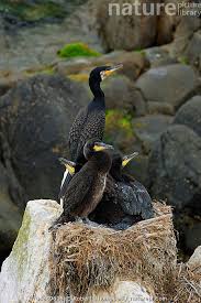 Attēlu rezultāti vaicājumam “Phalacrocorax carbo nest”