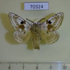 Attēlu rezultāti vaicājumam “Endromidae”