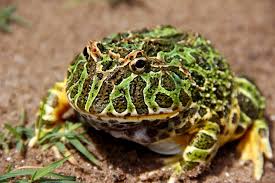 Image result for Ceratophrys ornata