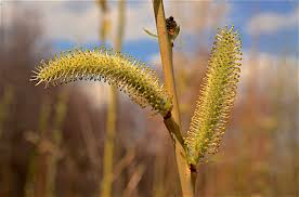 Attēlu rezultāti vaicājumam “Salix purpurea male flower”