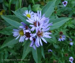 Attēlu rezultāti vaicājumam “Symphyotrichum x salignum leaf”