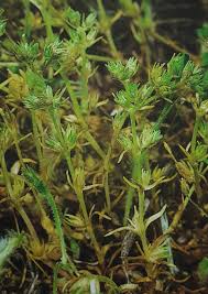 Attēlu rezultāti vaicājumam “Scleranthus annuus”