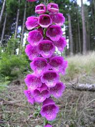 Image result for Fingerhut rot