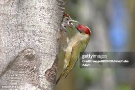 Attēlu rezultāti vaicājumam “Picus viridis nest”
