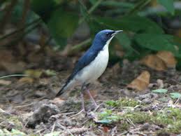 Image result for Luscinia cyane