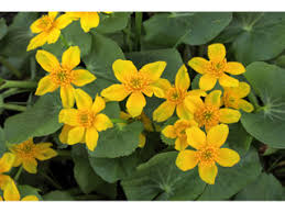 Attēlu rezultāti vaicājumam “Caltha palustris”