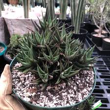 Image result for Haworthia