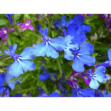 Image result for Lobelia erinus