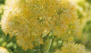 Attēlu rezultāti vaicājumam “Thalictrum flavum flower”