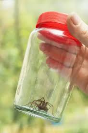 Attēlu rezultāti vaicājumam “Tegenaria sp.”