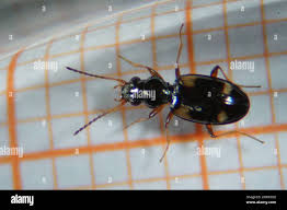 Attēlu rezultāti vaicājumam “Bembidion quadrimaculatum”