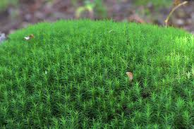 Attēlu rezultāti vaicājumam “Polytrichum formosum”