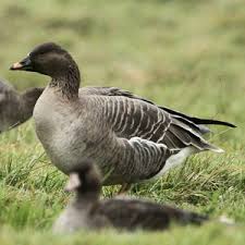 Attēlu rezultāti vaicājumam “Anser serrirostris adult”