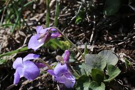 Attēlu rezultāti vaicājumam “Viola rupestris bud”