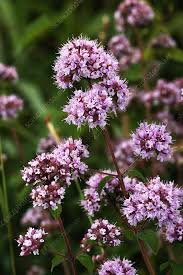 Attēlu rezultāti vaicājumam “Origanum vulgare flower”