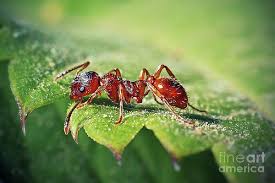Attēlu rezultāti vaicājumam “Myrmica rubra”