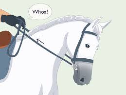 Image result for Reading University Riding Club