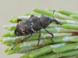 Attēlu rezultāti vaicājumam “Hylobius pinastri”