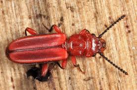 Attēlu rezultāti vaicājumam “Cucujidae”