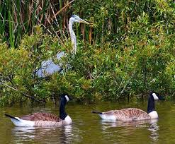 Attēlu rezultāti vaicājumam “Branta canadensis adult”