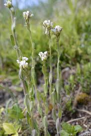 Attēlu rezultāti vaicājumam “Arabis hirsuta flower”