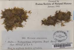 Attēlu rezultāti vaicājumam “Eurhynchiastrum pulchellum”