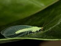 Attēlu rezultāti vaicājumam “Gilpinia”