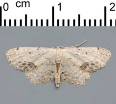 Attēlu rezultāti vaicājumam “Idaea dimidiata”