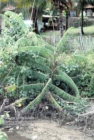 Attēlu rezultāti vaicājumam “Erinaceus sp.”