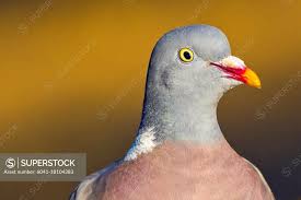 Attēlu rezultāti vaicājumam “Columba palumbus”