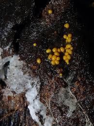 Attēlu rezultāti vaicājumam “Oligonema persimile sessile”