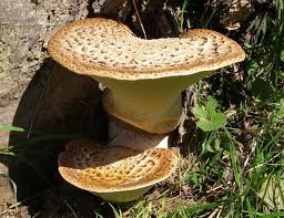 Attēlu rezultāti vaicājumam “Polyporus”