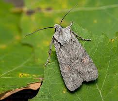 Attēlu rezultāti vaicājumam “Lithophane furcifera”
