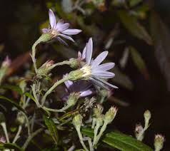 Attēlu rezultāti vaicājumam “Symphyotrichum x salignum flower”
