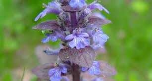 Attēlu rezultāti vaicājumam “Ajuga reptans”