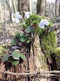 Attēlu rezultāti vaicājumam “Oxalis acetosella”