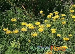 Image result for Inula hirta