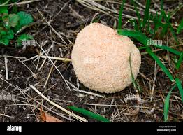 Attēlu rezultāti vaicājumam “Fuligo septica var. flava young”